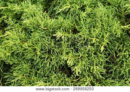 Thuja (arbor vitae). Natural green background.