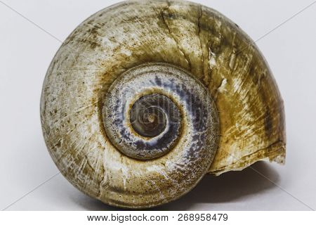 Seashell