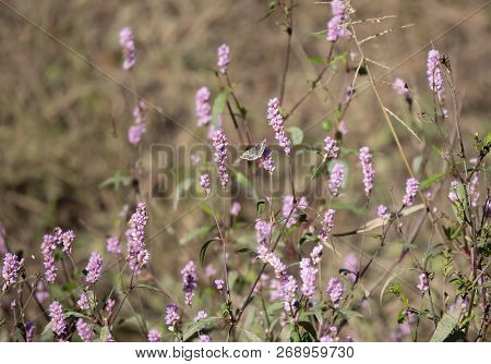 Checkered Skipper Butterfly In A Patch Of Pretty, Purple Wildflowers