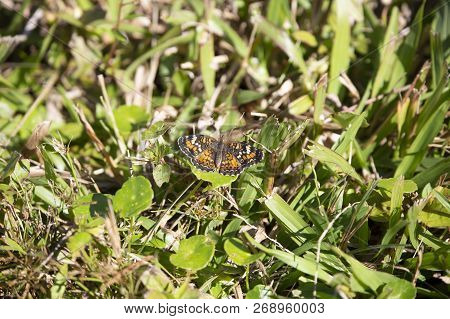 Close Up Of A Crescent Butterfly On A Fresh Cut Grass