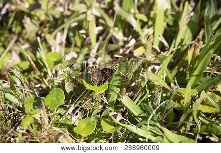 Close Up Of A Crescent Butterfly On A Fresh Cut Grass