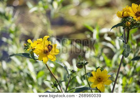 Close Up Of A Crescent Butterfly On A Bright Yellow Sunflower