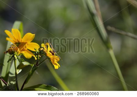 Close Up Of A Crescent Butterfly On A Bright Yellow Sunflower