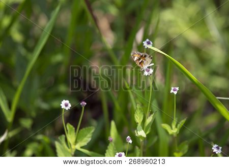 Phaon Crescent Butterfly (phyciodes Phaon) Perched On A Pretty Wildflower
