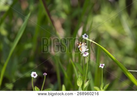 Phaon Crescent Butterfly (phyciodes Phaon) Perched On A Pretty Wildflower