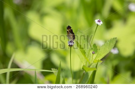 Phaon Crescent Butterfly (phyciodes Phaon) Perched On A Pretty Wildflower
