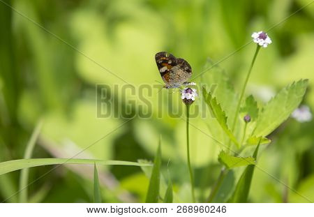 Phaon Crescent Butterfly (phyciodes Phaon) Perched On A Pretty Wildflower