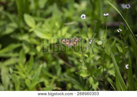 Phaon Crescent Butterfly (phyciodes Phaon) Perched On A Pretty Wildflower