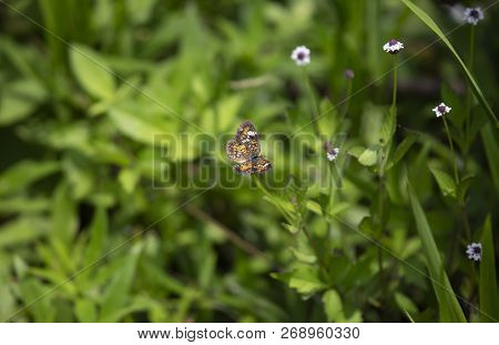 Phaon Crescent Butterfly (phyciodes Phaon) Perched On A Pretty Wildflower