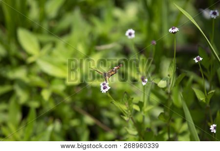 Phaon Crescent Butterfly (phyciodes Phaon) Perched On A Pretty Wildflower
