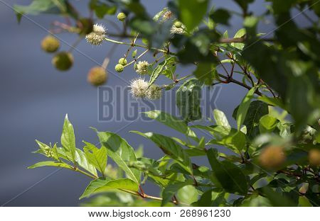 Close Up Of A Buttonbush Shrub During The Early Spring