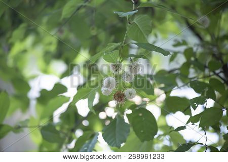 Close Up Of A Buttonbush Plant During The Mid Summer