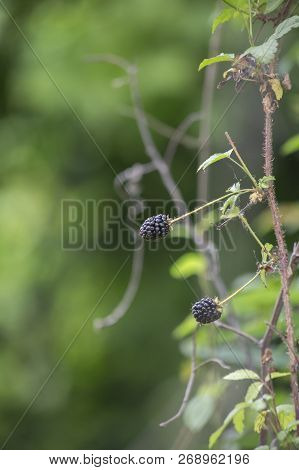 Black Dewberries Growing On A Vine During The Late Spring
