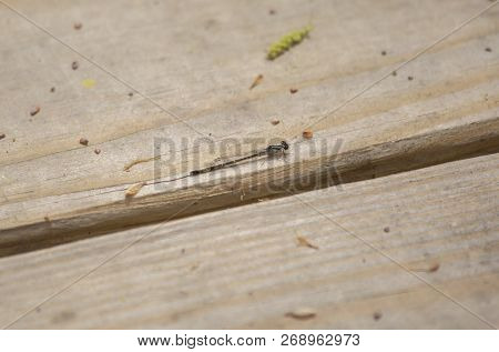 Ebony Jewelwing Perched On One Wooden Plank In A Walkway