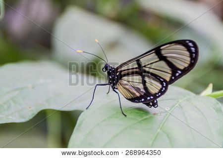 Spotted Glass Wing Butterfly Metona Grandiosa In Mariposario The Butterfly House In Mindo, Ecuador