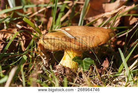 Slippery Jack Mushroom In Grass During Autumn