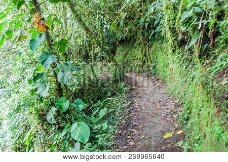 Trekking Trail In Nambillo Cloud Forest Reserve Near Mindo, Ecuador.