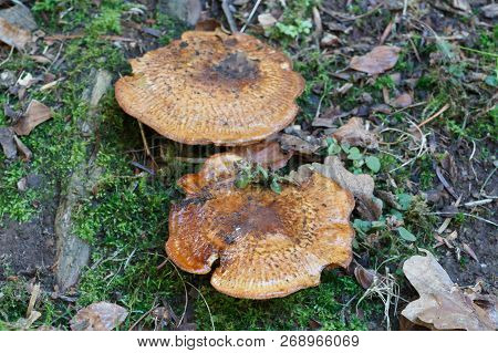 Two Rufous Milkcap Mushrooms In Grass During Autumn