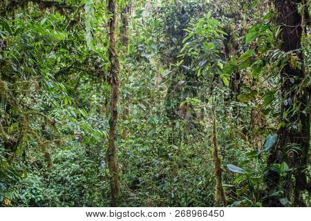 Dense Forest In Nambillo Cloud Forest Reserve Near Mindo, Ecuador.