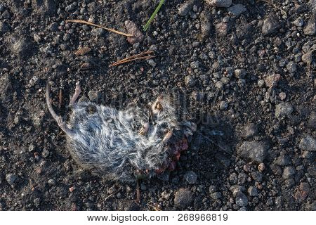 Dead Mouse Lies On The Sandy Road. Accidental Death Of The Mouse. Wild Dead Rodent. Small Mouse