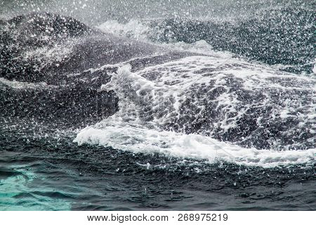 The Humpback Whale Megaptera Novaeangliae In Machalilla National Park, Ecuador