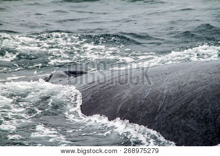 Humpback Whale Megaptera Novaeangliae In Machalilla National Park, Ecuador