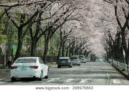 Utsunomiya Japan 6 April 2016; Tourist Driving Cars Through Sakura Trees Which Are Full Bloom Along 