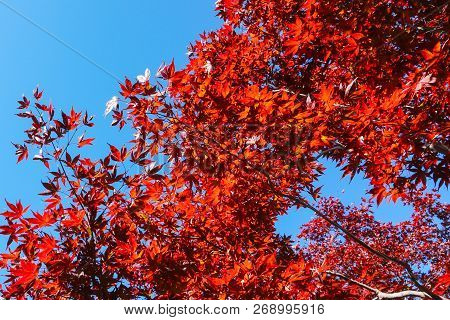 Autumn Season Colorful Of Leaves In Japan