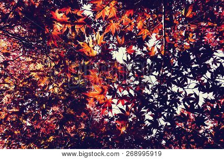 Autumn Season Colorful Of Leaves In Japan