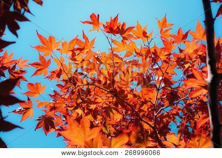 Autumn Season Colorful Of Leaves In Japan