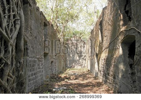 Stone Walls Of The Old Thrown Fort Overgrown With Roots Of Trees