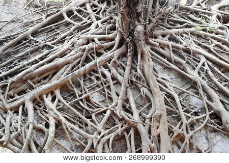 Stone Walls Of The Old Thrown Fort Overgrown With Roots Of Trees