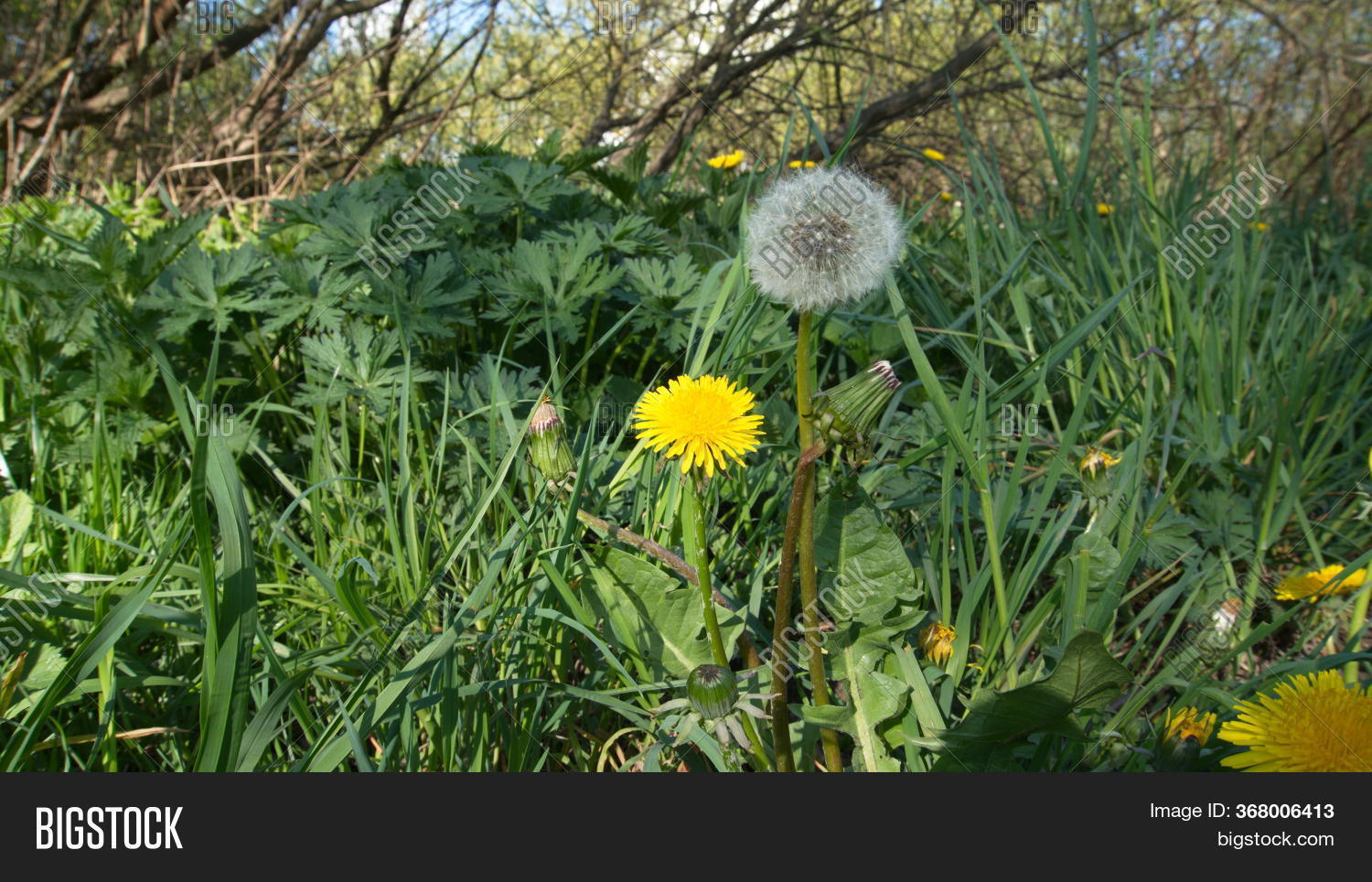 Yellow Dandelions Image & Photo (Free Trial) Bigstock