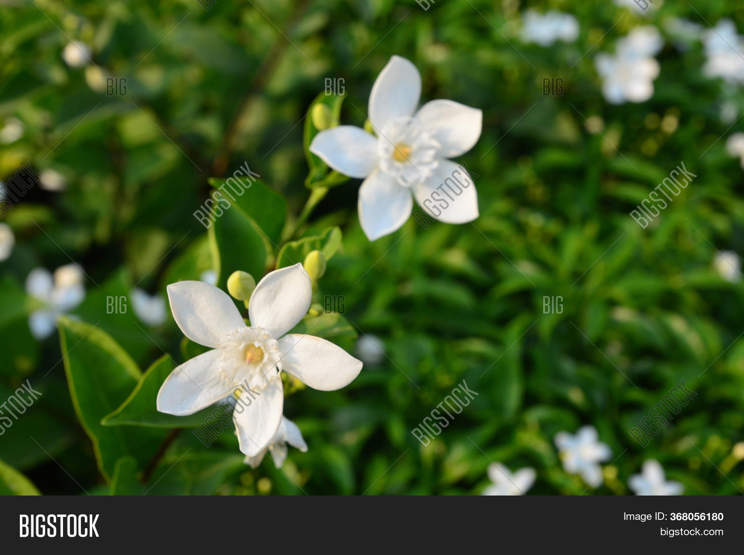 Blooming White Flower Image & Photo (Free Trial) Bigstock