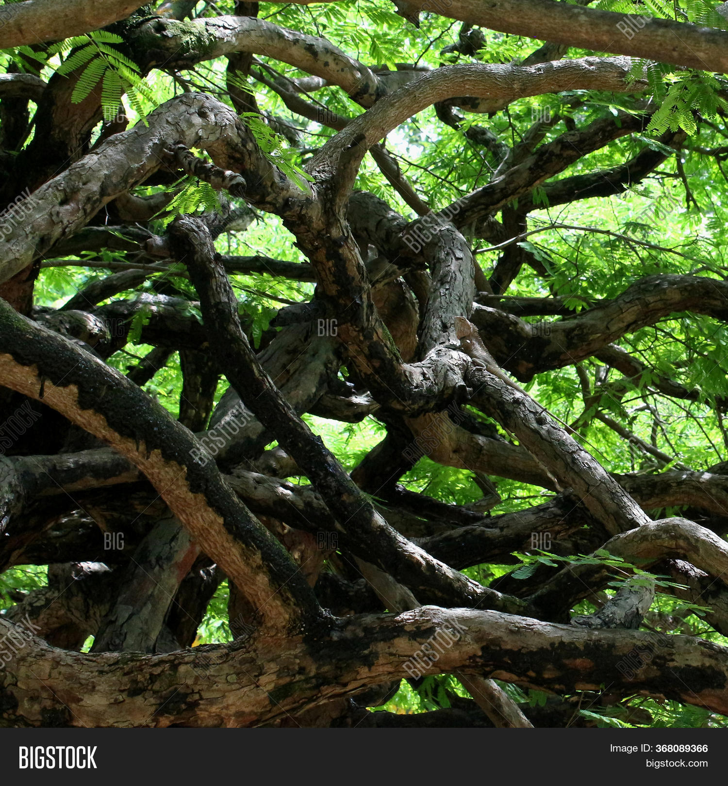 Curly Tree Branches Image & Photo (Free Trial) Bigstock