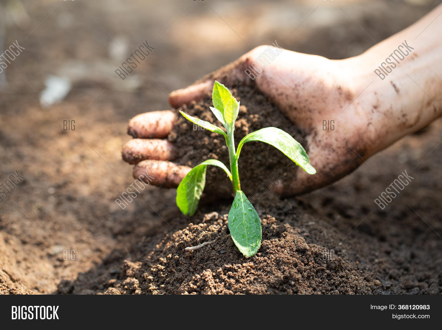 Trees Growing Fertile Image & Photo (Free Trial) Bigstock