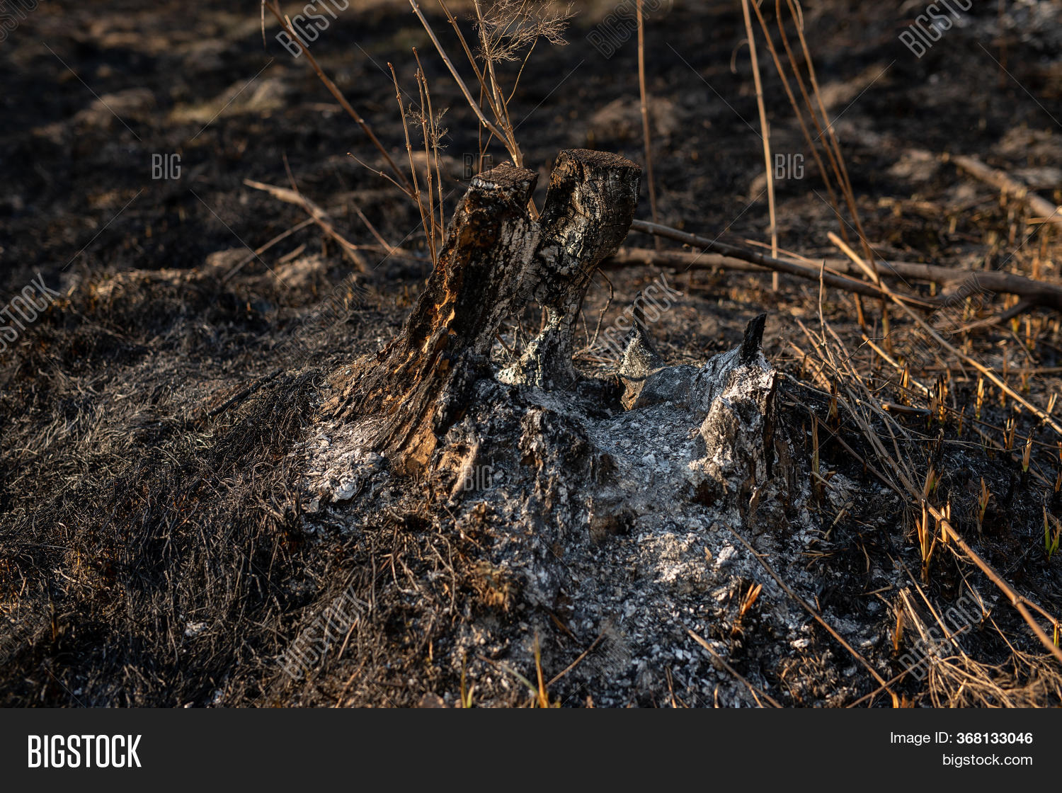 Burned Tree Stump Image & Photo (Free Trial) Bigstock