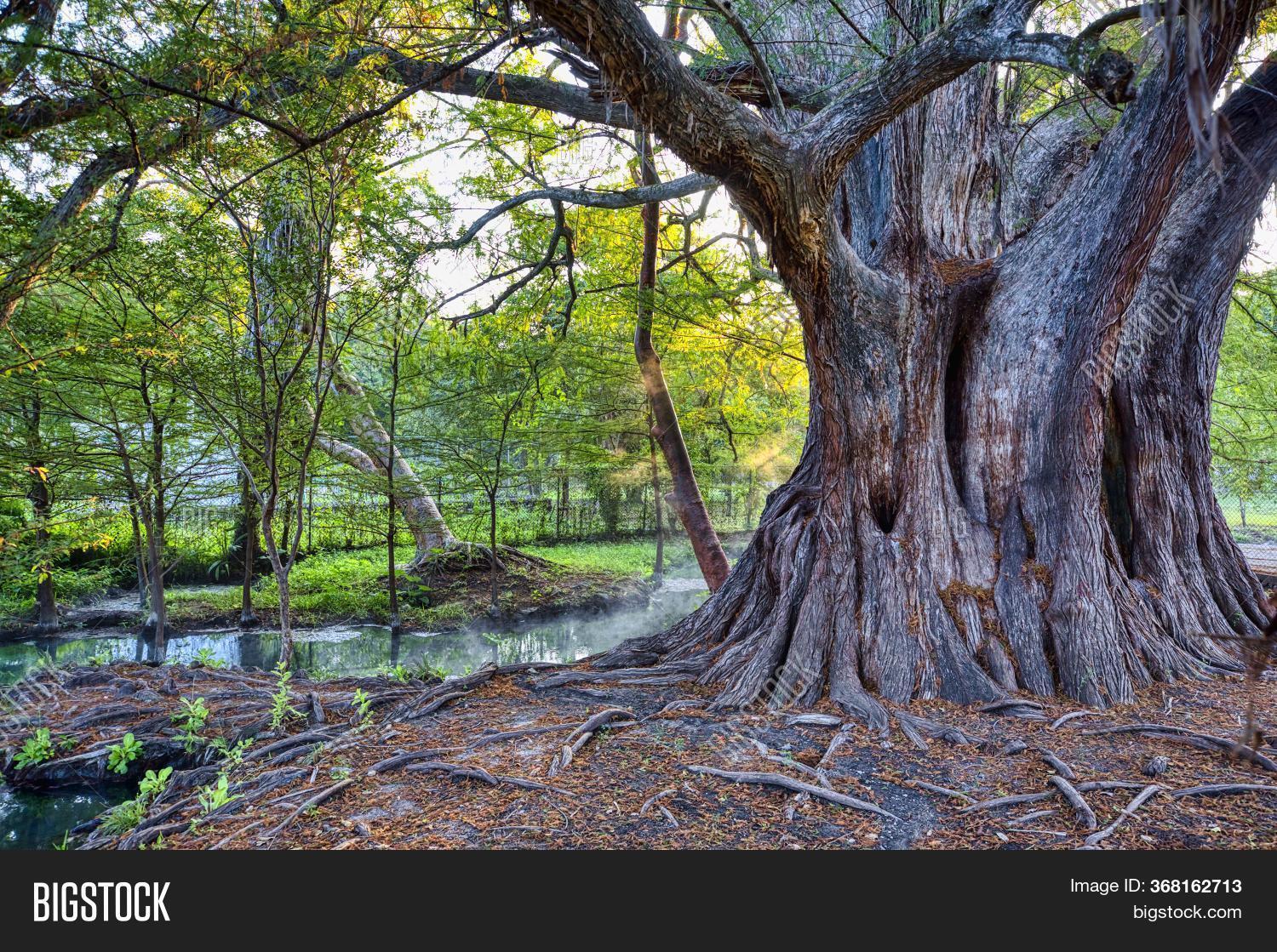 Huge Tree Lots Roots Image & Photo (Free Trial) Bigstock