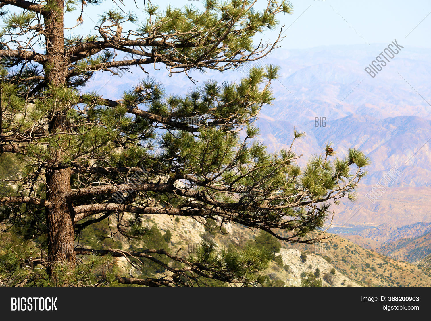 Pine Tree On Windswept Image & Photo (Free Trial) Bigstock