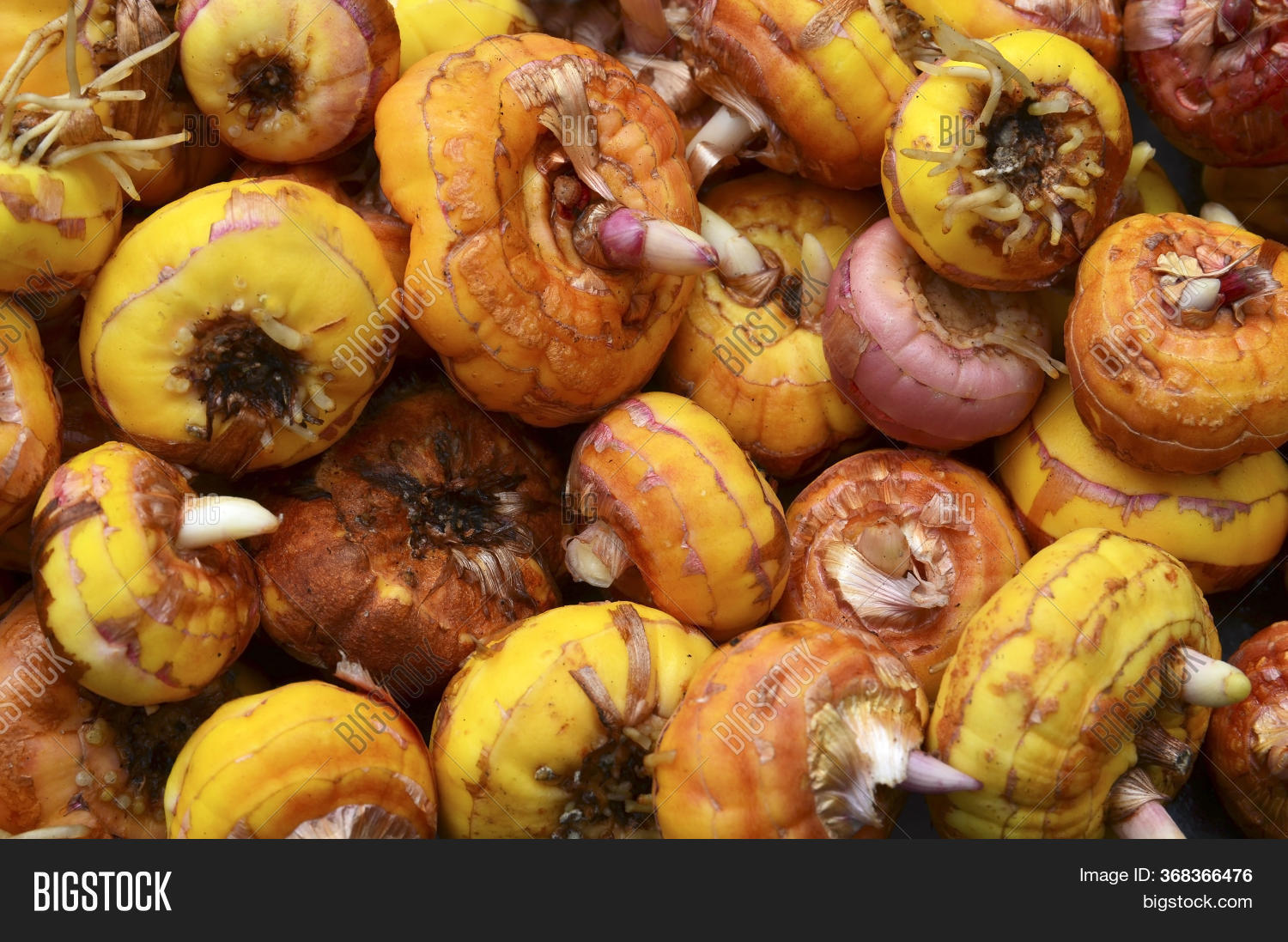 Gladiolus Bulbs Before Image & Photo (Free Trial) Bigstock