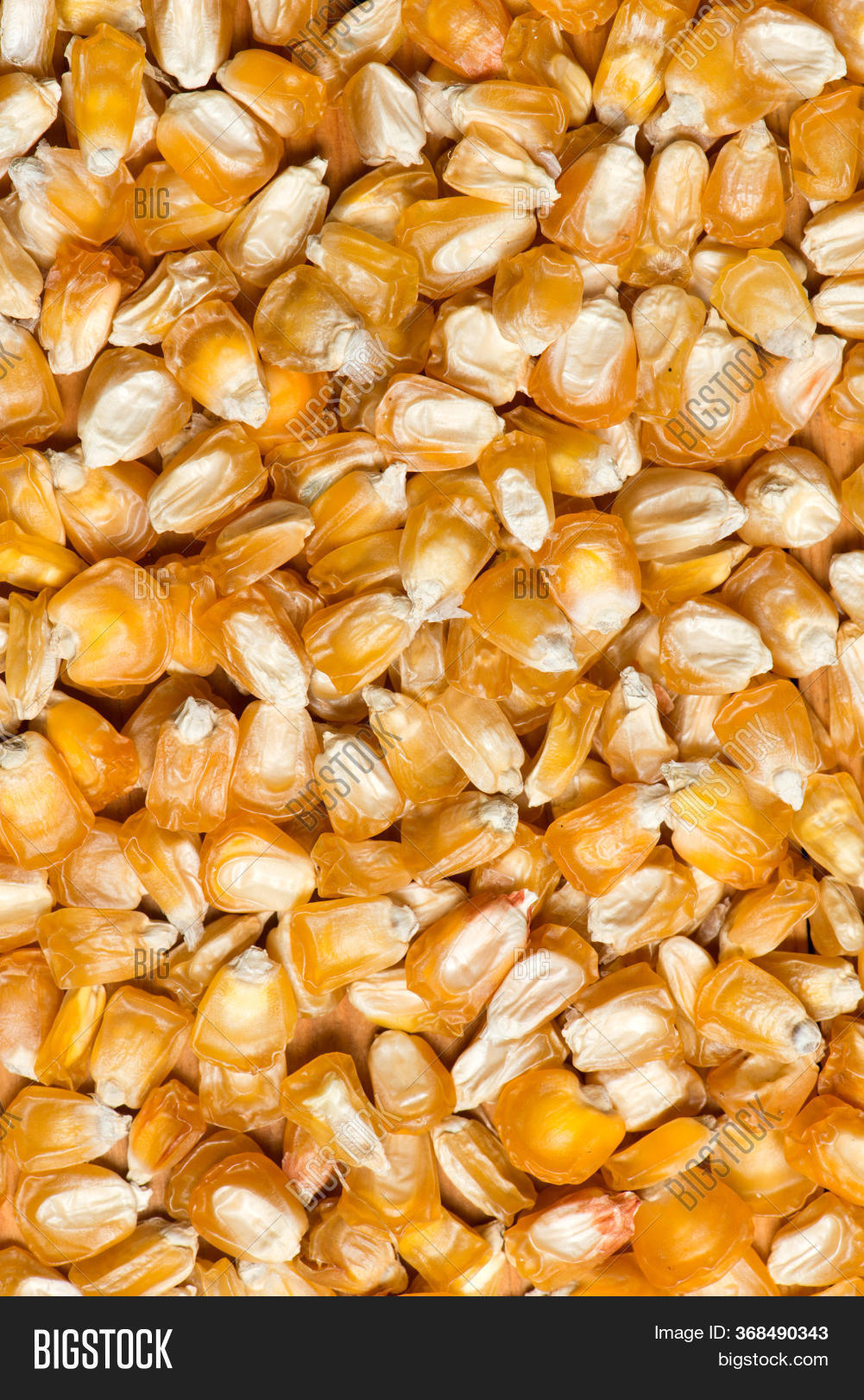 Corn Seeds Close. Image & Photo (Free Trial) Bigstock
