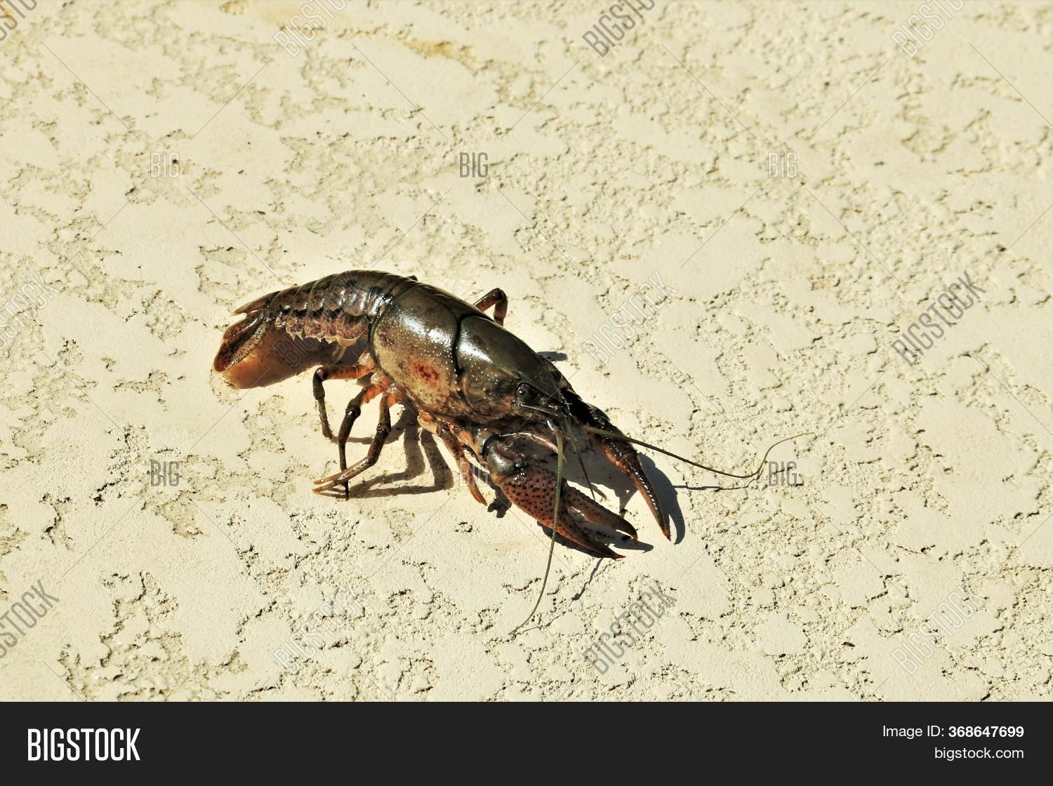 Close Crayfish On Image Photo Free Trial Bigstock Close Crayfish On Image Photo Free Trial Bigstock
