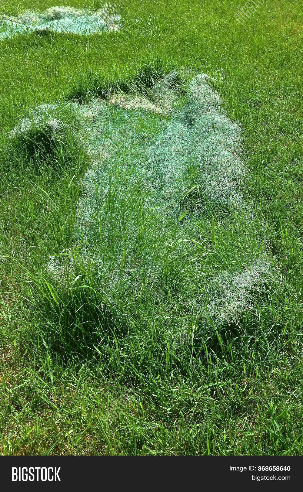 Grass Seed Netting Image & Photo (Free Trial) Bigstock