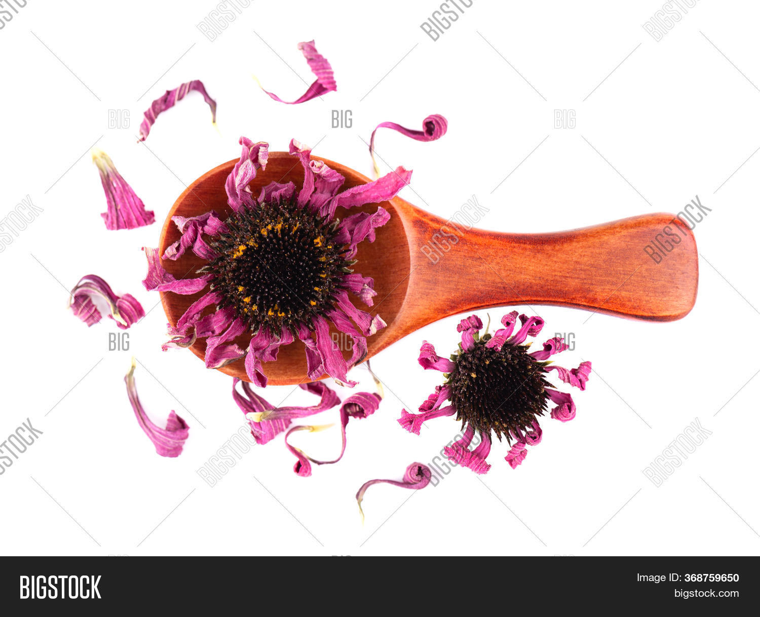 Dried Echinacea Image & Photo (Free Trial) Bigstock
