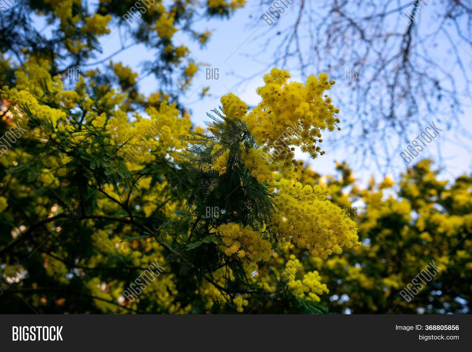 Yellow Mimosa Flower Image & Photo (Free Trial) Bigstock