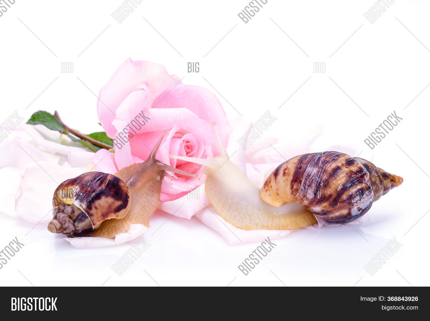 Snail On Leaves Rose. Image & Photo (Free Trial) Bigstock