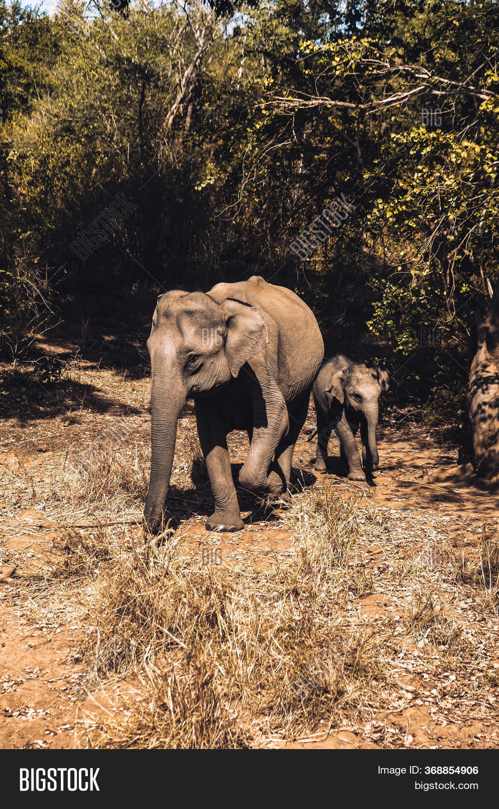 Baby Elephant Walking Image & Photo (Free Trial) Bigstock