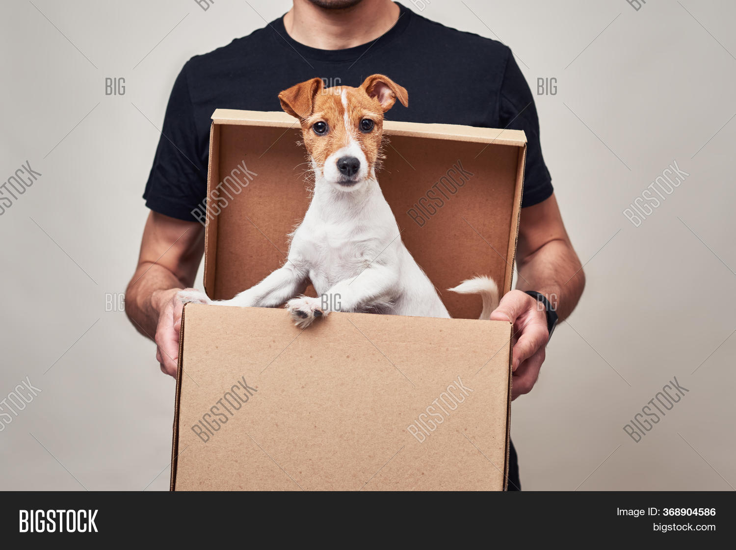 Dog Delivery Cardboard Image & Photo (Free Trial) Bigstock