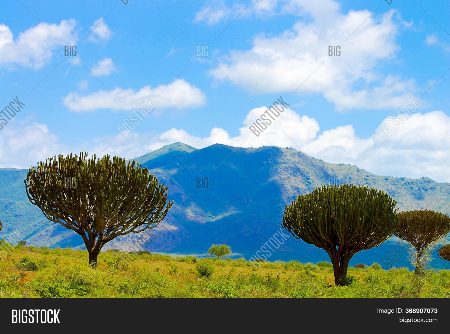 Candelabra Tree Image & Photo (Free Trial) Bigstock