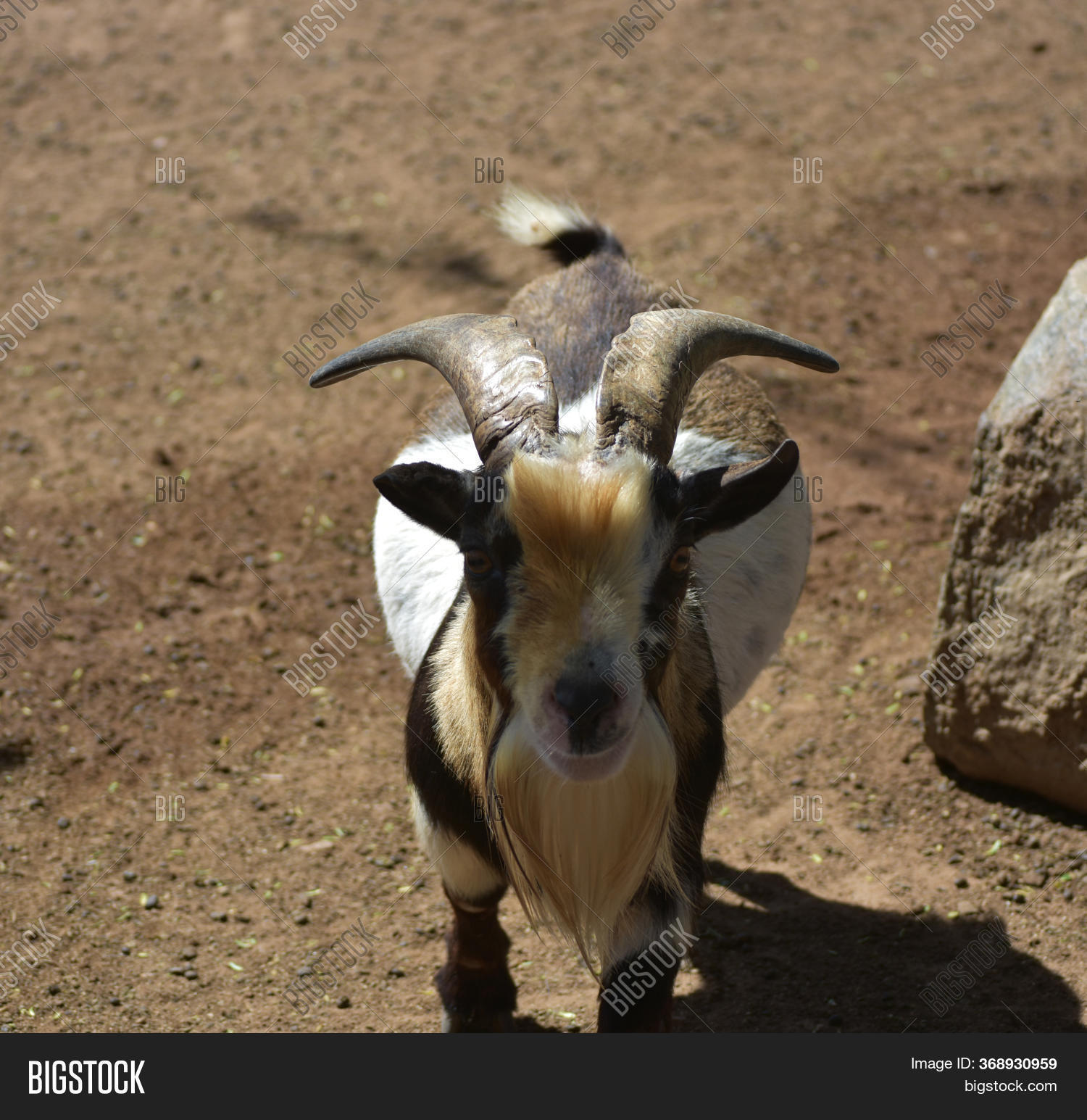 List 92+ Pictures Mountain Goat With Large Horns Crossword Latest